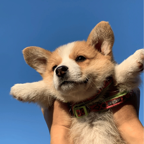 A joyful Corgi basking in the sunshine, showcasing the breed's characteristic happy demeanor and fluffy coat.