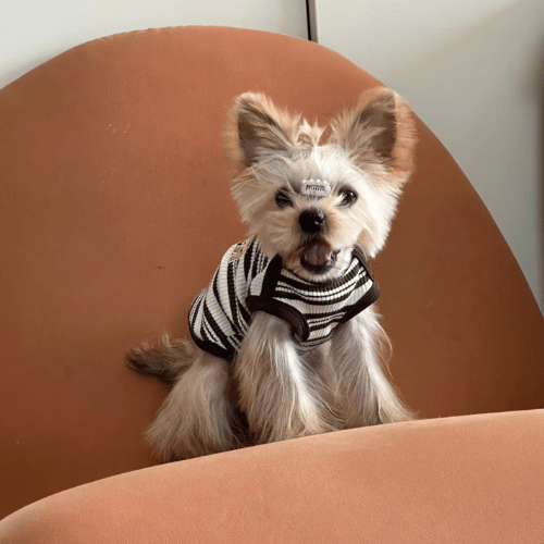 A small and adorable Yorkshire Terrier with a glossy coat, looking up with expressive eyes, symbolizing the breed's lively and affectionate nature