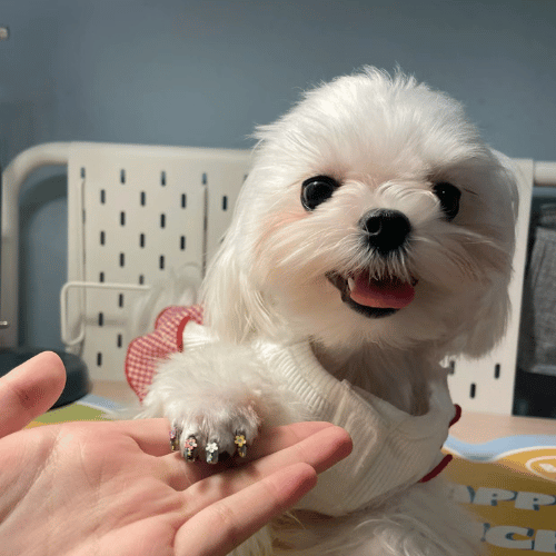 The white dog having its nails decorated by owner, illustrating a personalized pet care routine.