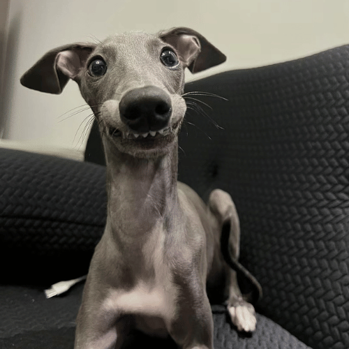 Cheerful greyhound with a wide, toothy smile that lights up the room.