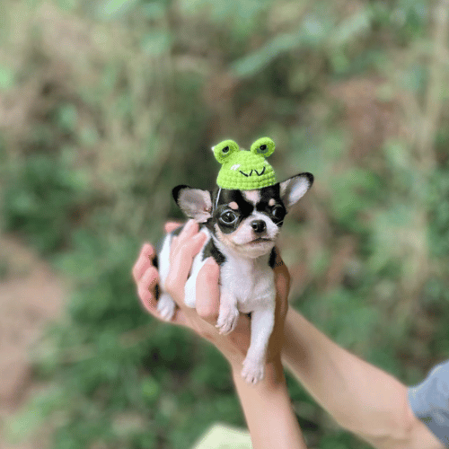 Tiny Teacup Chihuahua nestled in soft blankets, gazing with big, expressive eyes