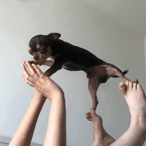 Mischievous Chihuahua standing on its owner's hand and feet, claiming them as its personal space with a cheeky stance.