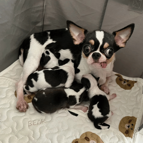 Black and white Chihuahua giving birth and feeding her newborn puppies.