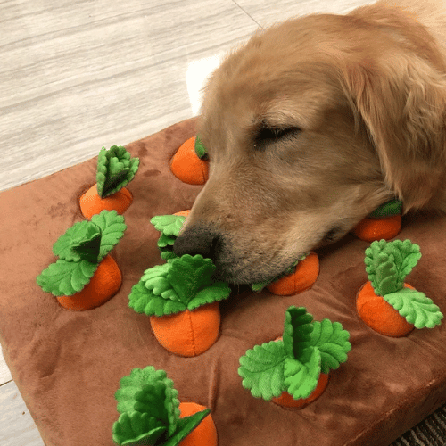 Labrador Retriever sleeping peacefully beside a carrot toy.