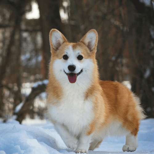 A joyful corgi frolicking in a snowy landscape, its coat contrasted against the pristine white snow.