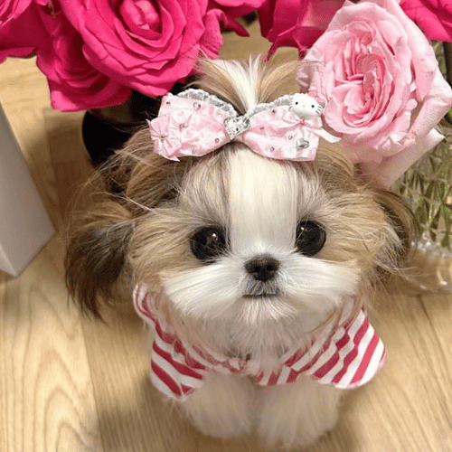 A cute Shih Tzu wearing a tight bowtie, standing in front of a rose bush.