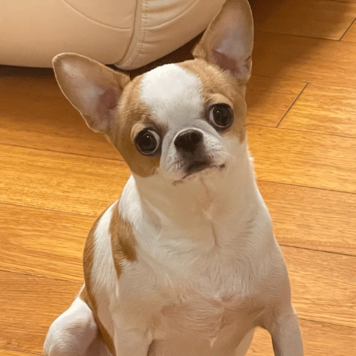 Adorable Chihuahua sitting patiently, looking directly at the camera