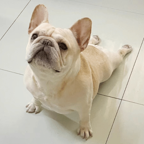 French Bulldog stretching in sunlight, showcasing flexibility and health