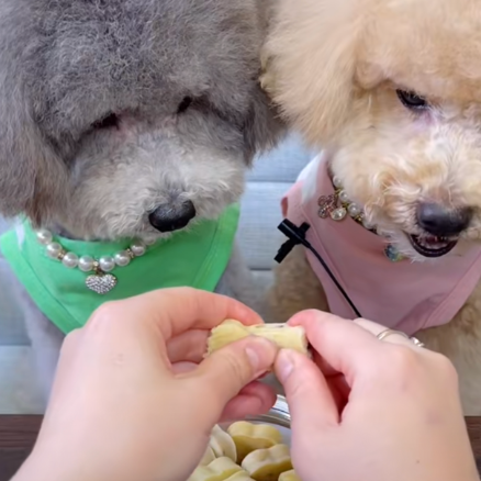 Two poodles sitting patiently as they share a healthy homemade dog snack, showing companionship and good training.