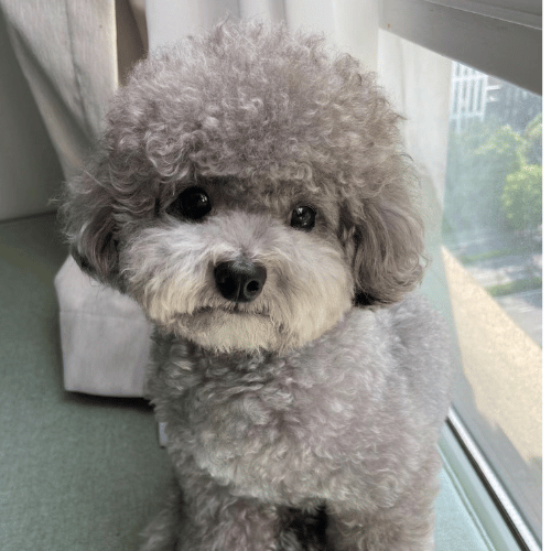 Close-up of a cute poodle face with bright, expressive eyes and a soft, curly coat.