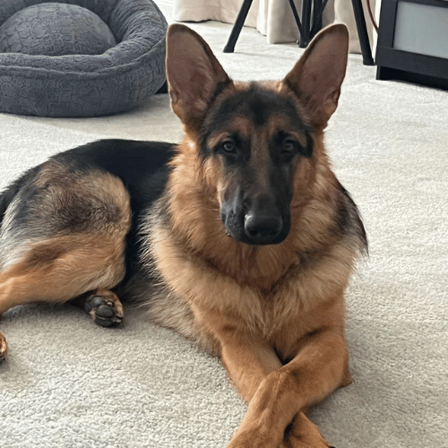 German Shepherd sitting calmly on the floor, showcasing obedience and tranquility