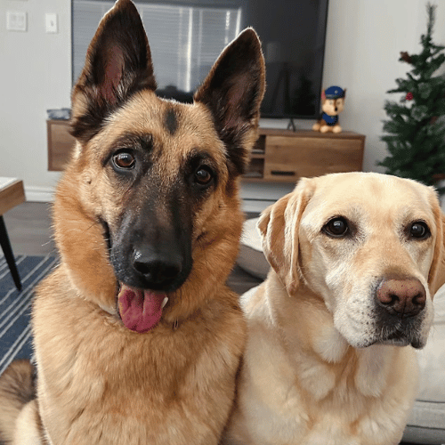 German Shepherd and Golden Retriever enjoying a peaceful moment in a cozy multi-pet household living room, symbolizing harmony and friendship between different dog breeds.