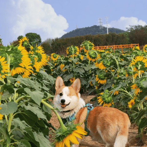 Corgi leaping joyfully to catch a frisbee in a sunny park.