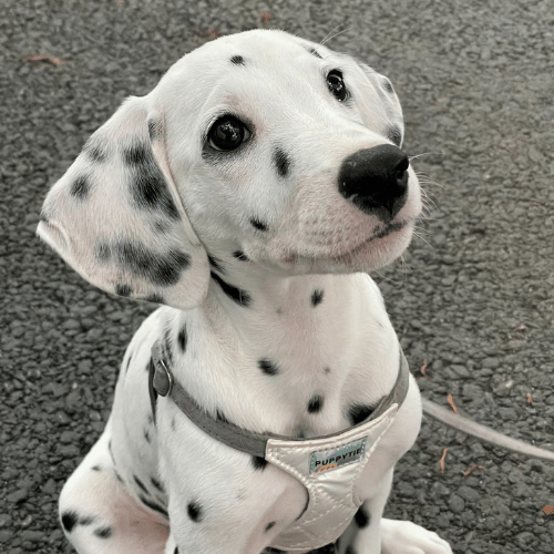 A joyful Dalmatian smiling with a backdrop of a sunny day, showcasing the breed's iconic spots and cheerful disposition.