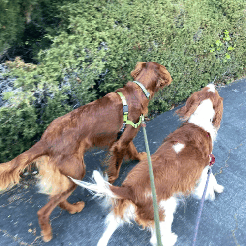 Dog walking calmly on a leash along a scenic path, reflecting a peaceful outdoor activity