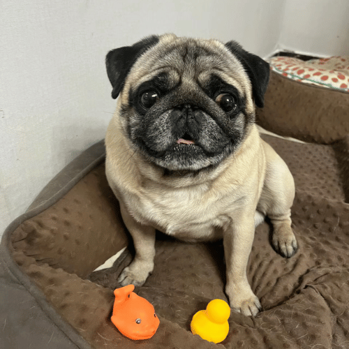 Playful pug enjoying chewy duck toys on a cozy sofa - perfect pet enrichment.