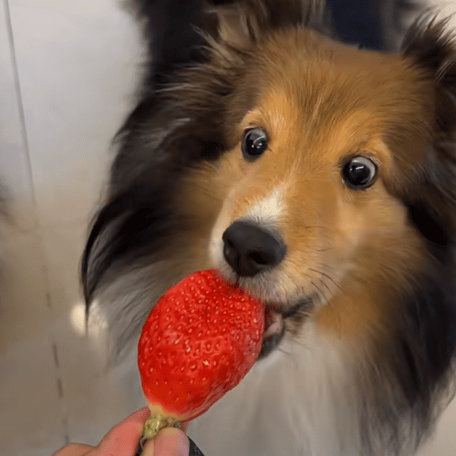 Collie dog gently eating a fresh strawberry, showcasing healthy pet nutrition