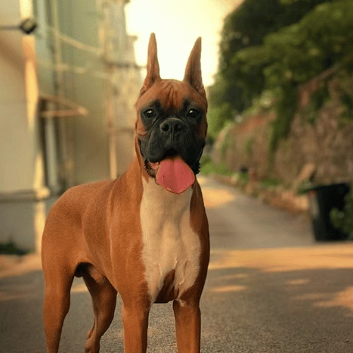 Boxer dog enjoying a serene sunset, casting a warm glow over its attentive silhouette