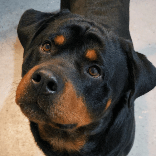 A majestic Rottweiler standing attentively, showcasing its strong and confident demeanor.