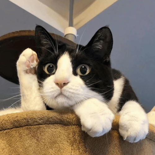 A humorous black and white cat stretching, with one paw placed amusingly next to its head.