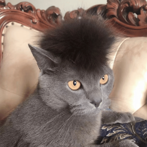 Blue British Shorthair cat wearing a black wig, looking stylish and whimsical