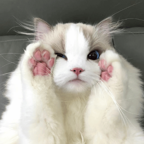 "An affectionate Ragdoll kitten playfully engaging, highlighting its gentle nature and soft, silky fur characteristic of the breed.