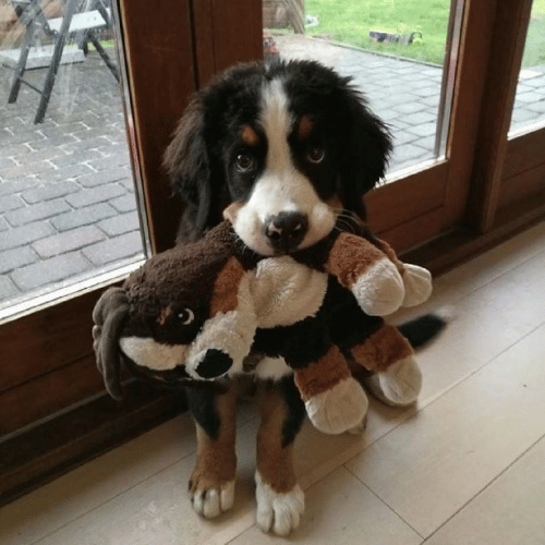 Cute puppy playing tug-of-war, biting down on plush dog toy