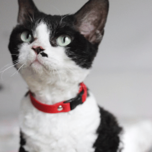 Elegant black and white cat wearing the Petcustomi Soft Leather Buckle Cat Collar, posing gracefully with a serene expression.