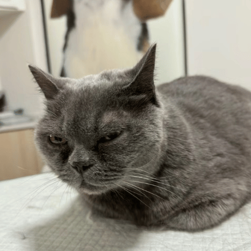 Sick blue shorthair cat looking unwell, sitting with a forlorn expression