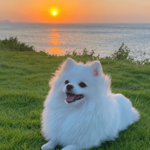 Happy and healthy white dog playing in a sunny field, showcasing vibrant energy and well-being