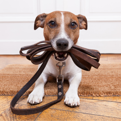 Why Invest in Premium Leather Pet Accessories?