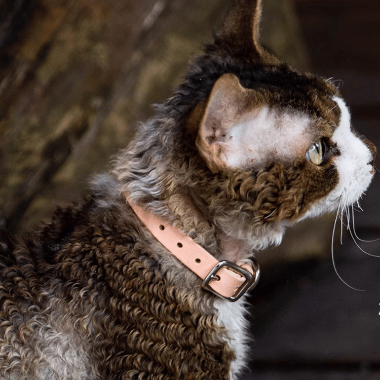 Smooth Calfskin Leather Buckle Cat Collar- Spring